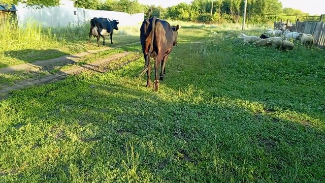 КОРОВЫ 🐮 БАРАНЫ 🐏 И КОЗЫ 🐐