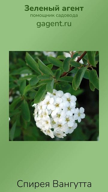 Спирея Вангутта - Зеленый Агент