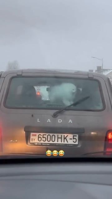 Пока стоим в пробке,можно и поиграть 🐩😚😉😋♥