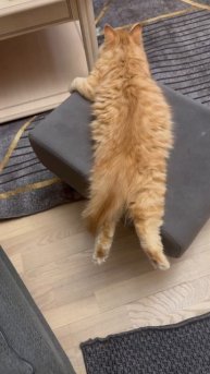 Невозможный красавец