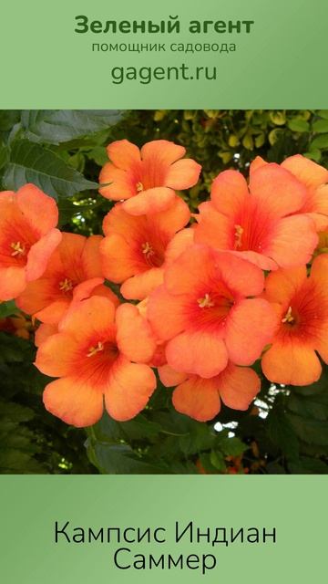 Кампсис Индиан Саммер - Зеленый Агент