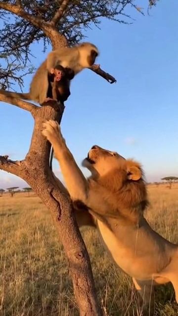 Мама не бросит 🐒🐒