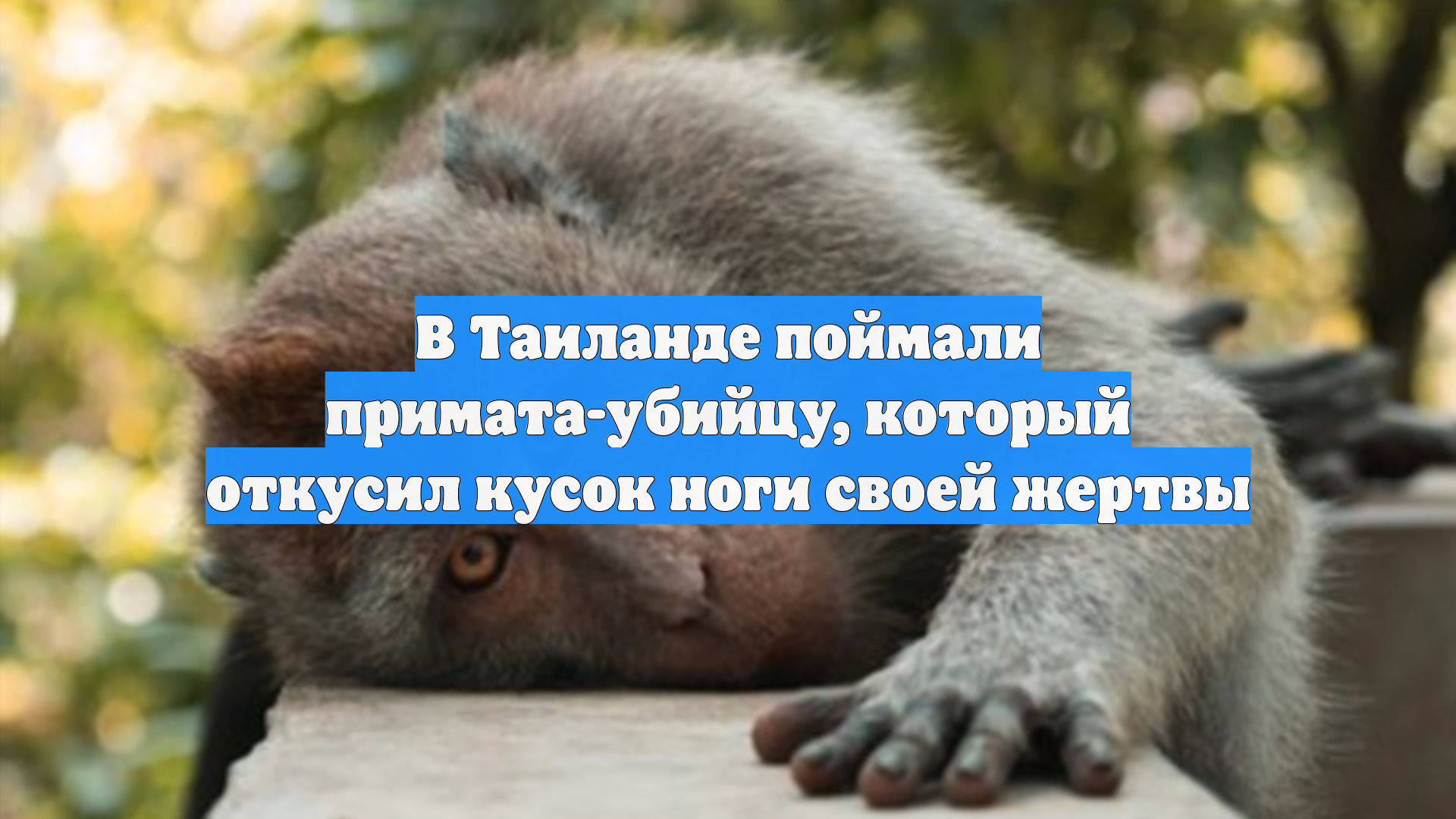 В Таиланде поймали примата-убийцу, который откусил кусок ноги своей жертвы