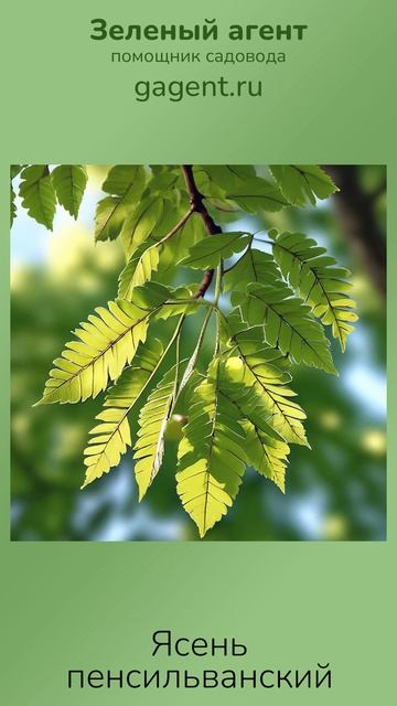 Ясень пенсильванский - Зеленый Агент