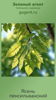 Ясень пенсильванский - Зеленый Агент
