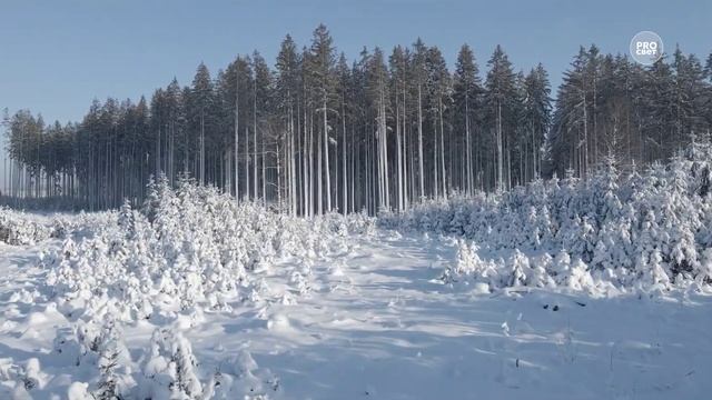 Возьмите на урок: Ф.И. Тютчев «Чародейкою Зимою...»