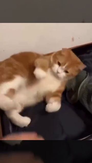 трогать не желательно 🤣😂