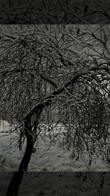 Снежный сказочный вечер ( 12 декабря)