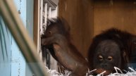 Малышка орангутанов Бушель тренируется стоять.
