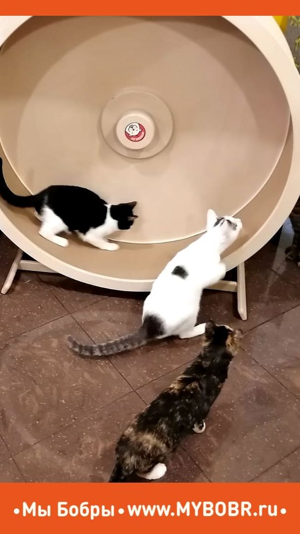 Любопытные факты про кошек