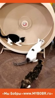 Любопытные факты про кошек