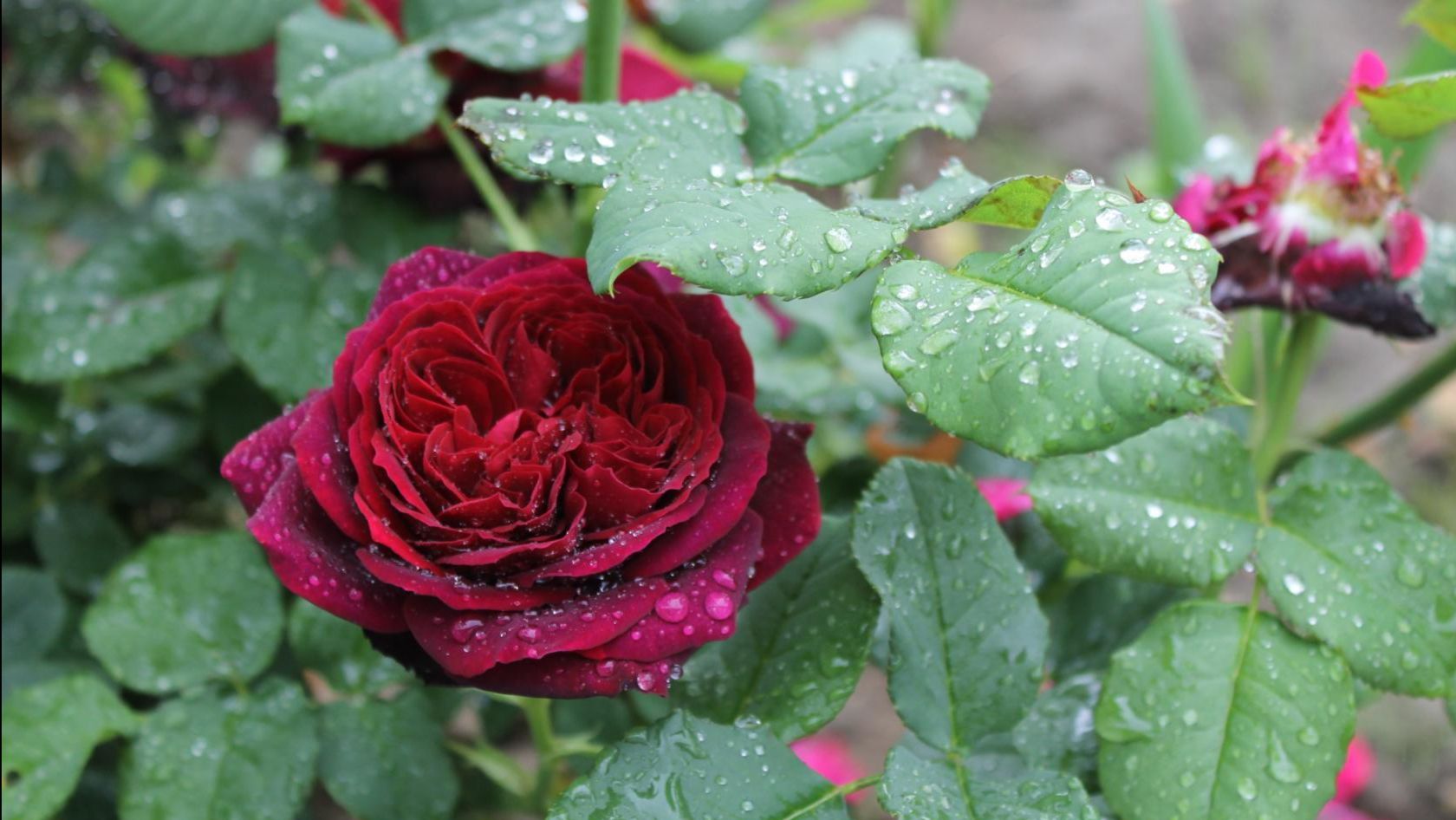 Миллион алых роз. Поёт Валентина Дробышева