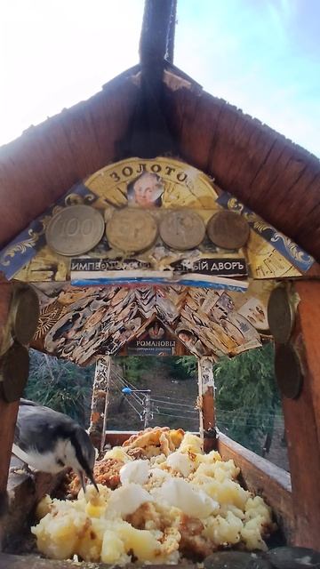 1000002421.mp4Жизнь кормушки.13.12.2025г.