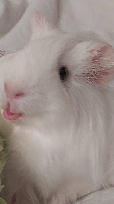 Shorts Морская свинка Бися 13-12-2025