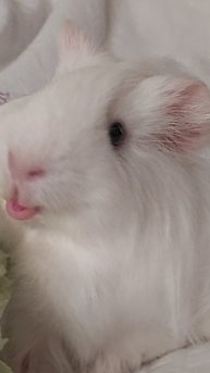 Shorts Морская свинка Бися 13-12-2025