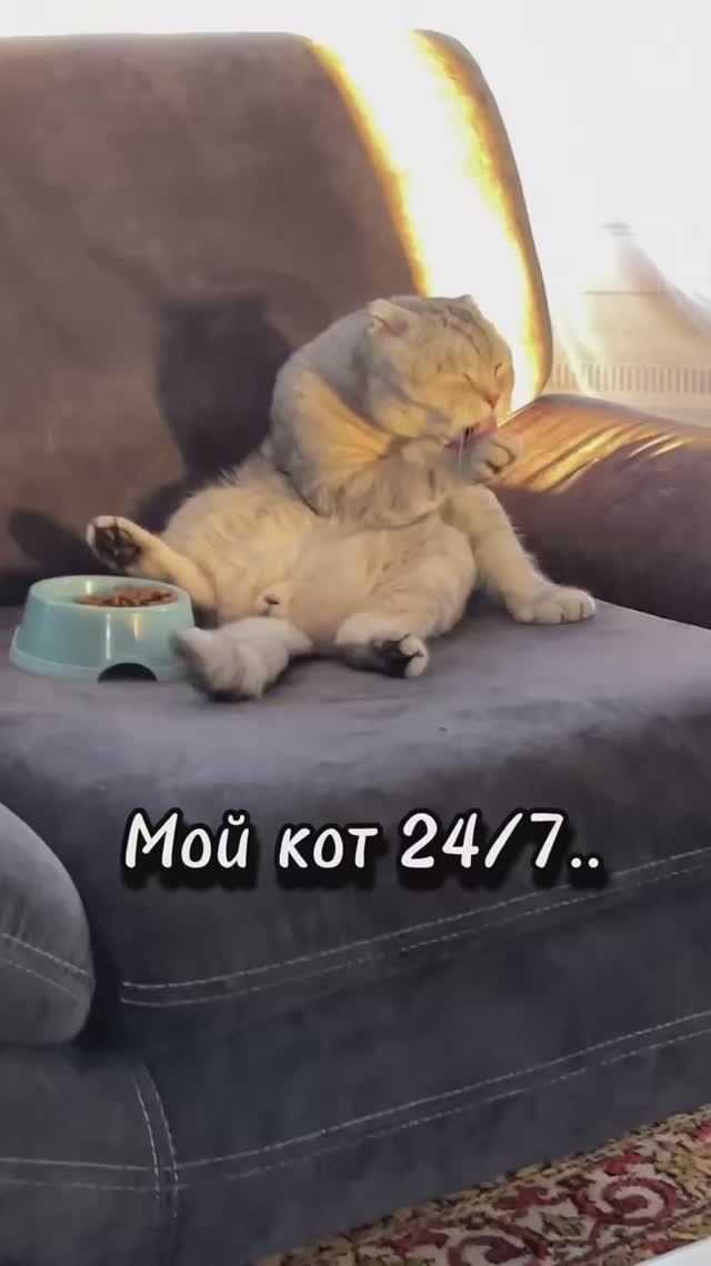 Чистюля😻