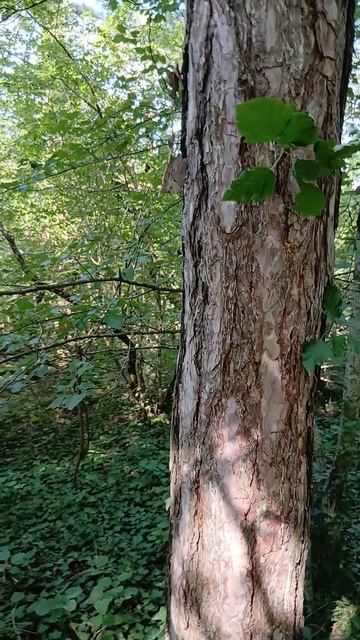 Нашел тропинку на Римскую башню, а там дольмен стоит на Чёрном море в Архипо-Осиповке