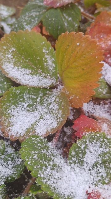 #зима подпишитесь пожалуйста 🙏