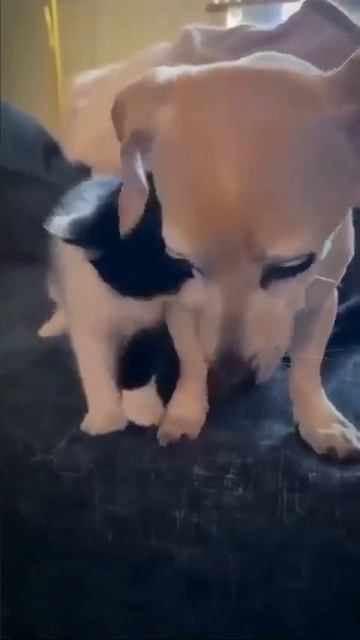 Видео от МЯУтаверс – как метавселенная, но с котами