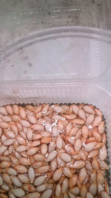 Стимулятор для Огурца