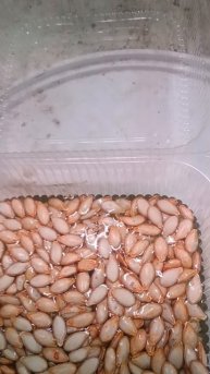 Стимулятор для Огурца