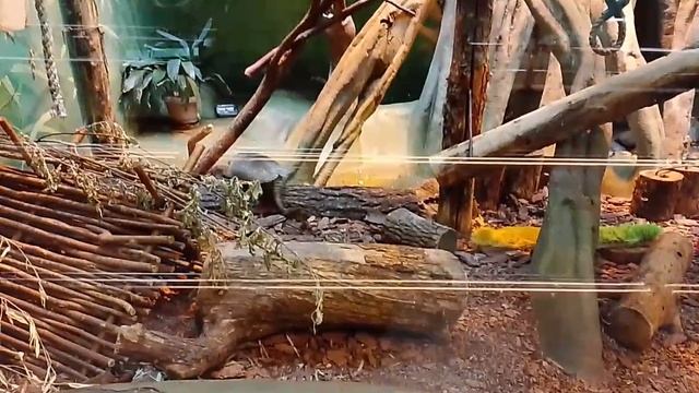 Обезьяны Московский зоопарк лето 2025