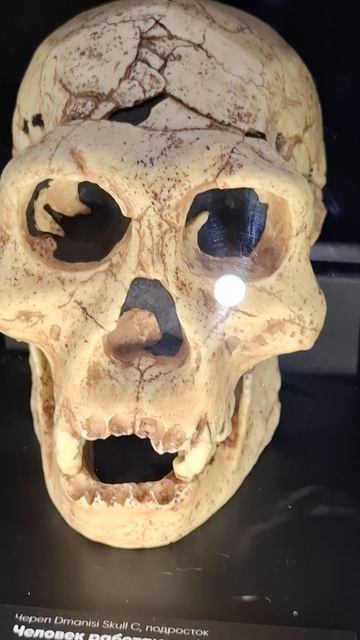 Череп Человека работающего, предок в Музее истории Мироздания #человек #археология #мир #история
