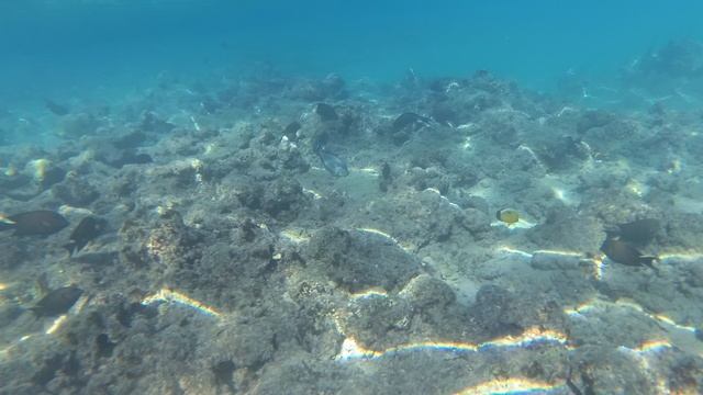 2025-11-17_091741 Рыбки Хирурги и прочие