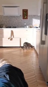 #весельевсех #юмор2025 #adorablecat #смешныекартинки #приколыдня #feline #картинкиприкалы #kittylove