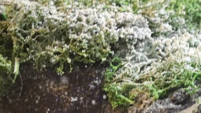 новогодний пенек