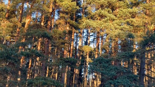 Колтуши в декабре