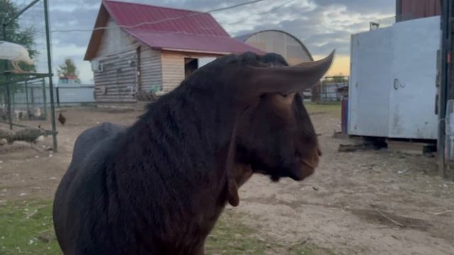 Вернулась на ферму, а там...ТАКОГО НИКТО НЕ ОЖИДАЛ... Новый житель!!! | Молодая Ферма
