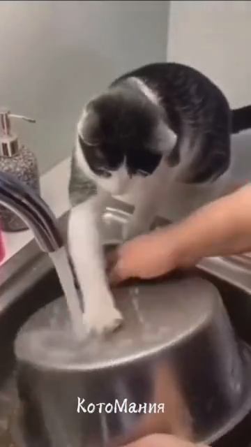 Мурлыки вошли в роль