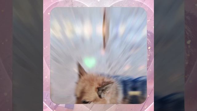 1000042330.mp4 (Собака смотрит на монтаж электропроводки (монтаж р/коробки на 2 эт.) в доме А-фрейм)