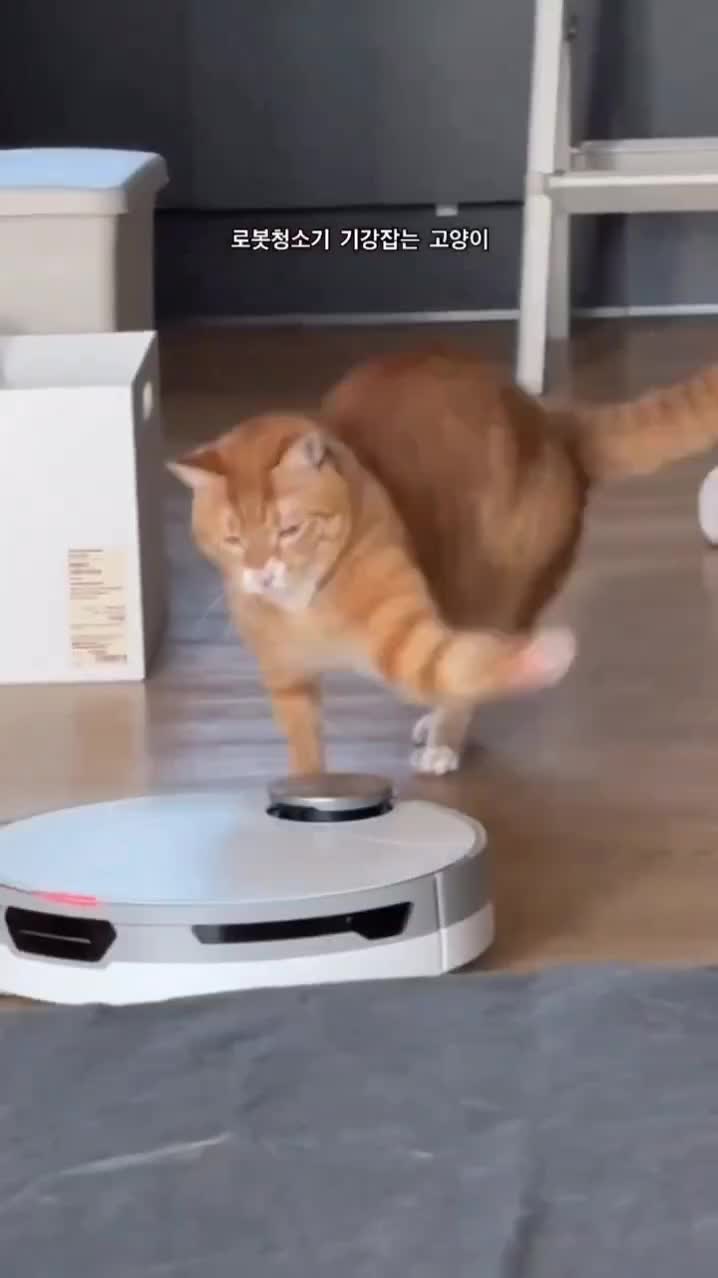 #cuddlycat #weekendmood #смешноймем #трендовыевидео #забавнаяреклама #lovecats #вирусныевидео #ми...