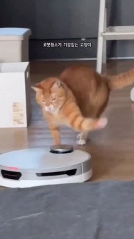 #cuddlycat #weekendmood #смешноймем #трендовыевидео #забавнаяреклама #lovecats #вирусныевидео #ми...