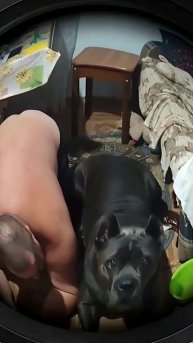 Кане корсо. Конкуренция мотивирует.