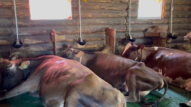 Наш ПЕРВЫЙ Сенокос!!! Грабли ПАЛЕХАГРОМАШ в работе | Молодая Ферма