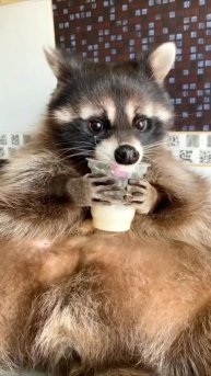 #животные #Милые #видео