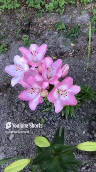 Ленобласть. Хвойное. 23.07.2024. Цветы на даче. Лилия густомахровая нестези полно цветущая Эпизод 5