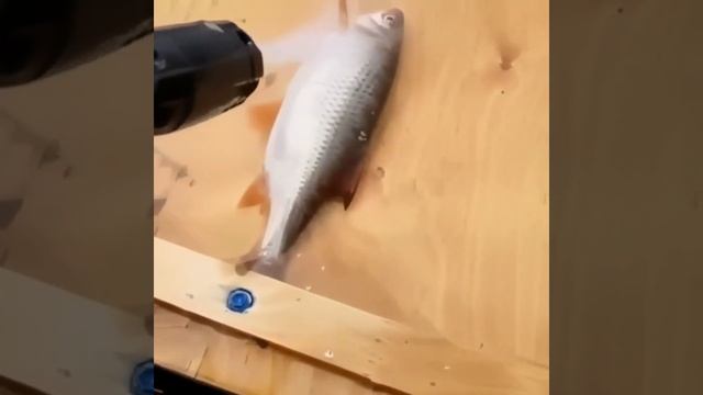 Вот так следует чистить рыбу.