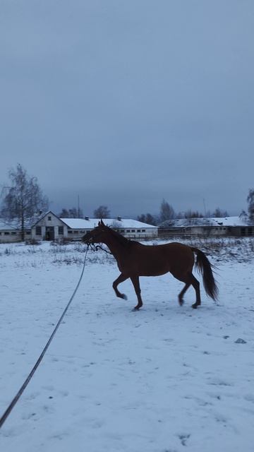 Оксана Новикова и Эмбер Грейс Кас, работа на корде на плацу, рысь на снегу.