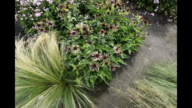 Botanika Bremen 26 августа 2018