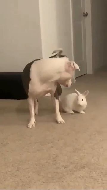 Видео от МЯУтаверс – как метавселенная, но с котами