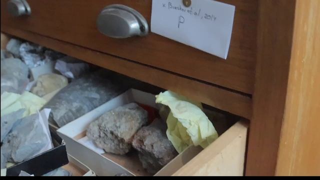 Древние головоногие моллюски России - наутилоидеи и другие. Пермский, Карбоновый, Триасовый периоды!