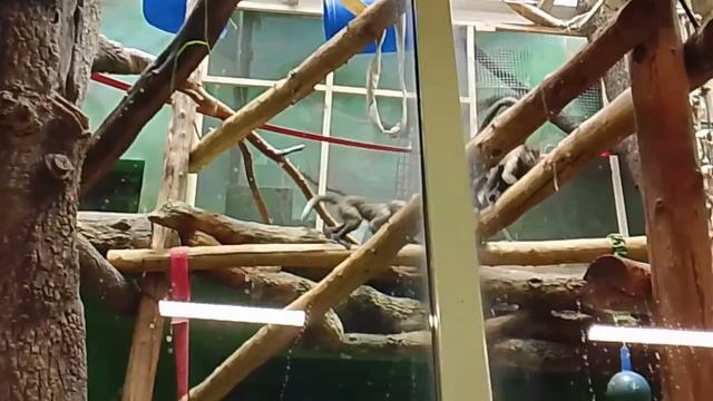 Московский зоопарк лето 2025