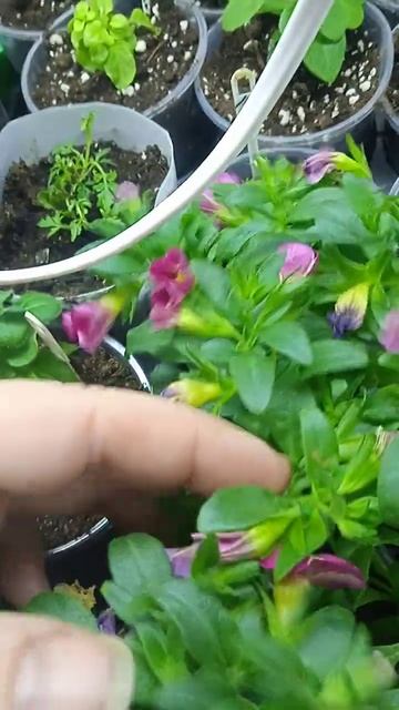 #однолетниецветы #однолетники #калибрахоа #петуния #сад #многоцветов #садогород #садовые #садовыебуд