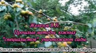 Железов В.К. Прошлые методы южных специалистов уничтожают сады.