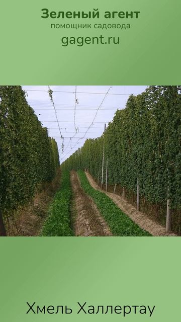 Хмель Халлертау - Зеленый Агент