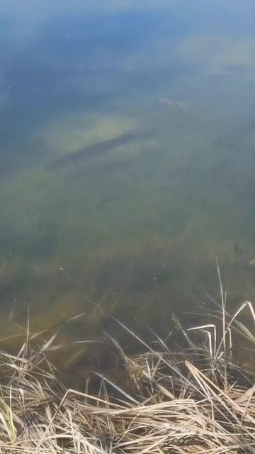 РЫБАЛКА ПО НОВОМУ